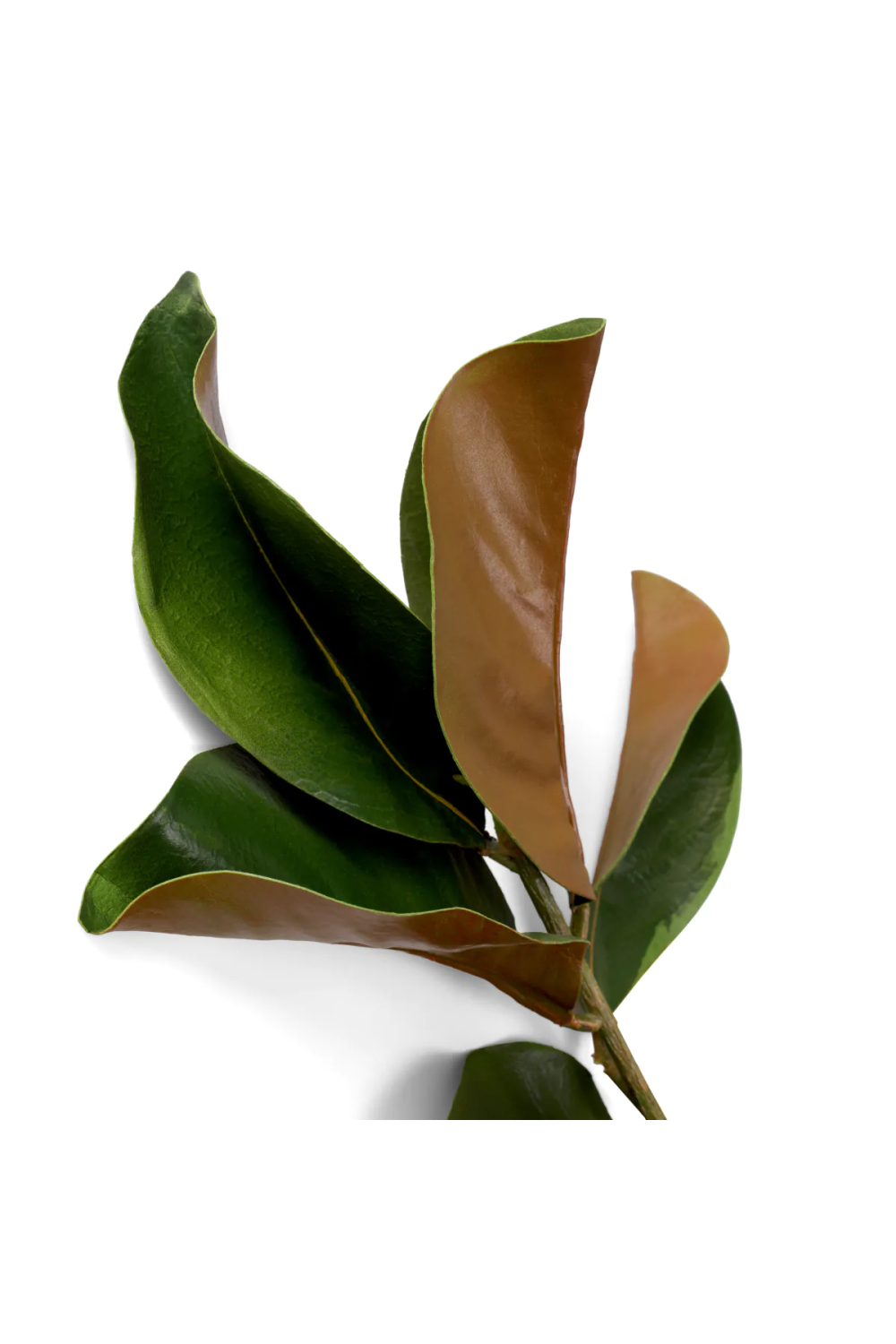 Glossy Green Foliage (24) | Eichholtz Bundle of Magnolia Leaves | Oroa.com