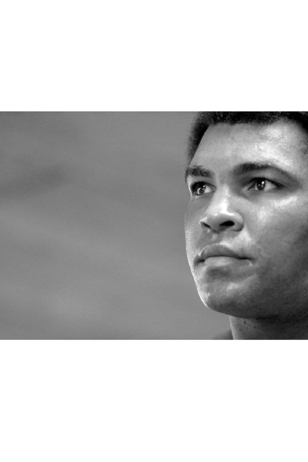 American Boxer Photographic Artwork | Andrew Martin Stare Down Oroa.com