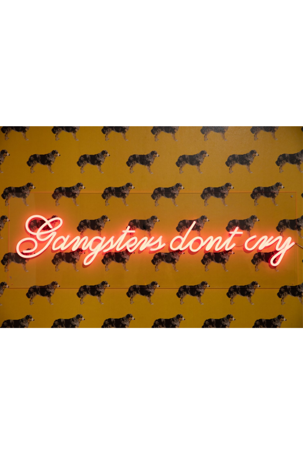 LED neon sign | Bold Monkey Gangsters Non Social | OROA.com
