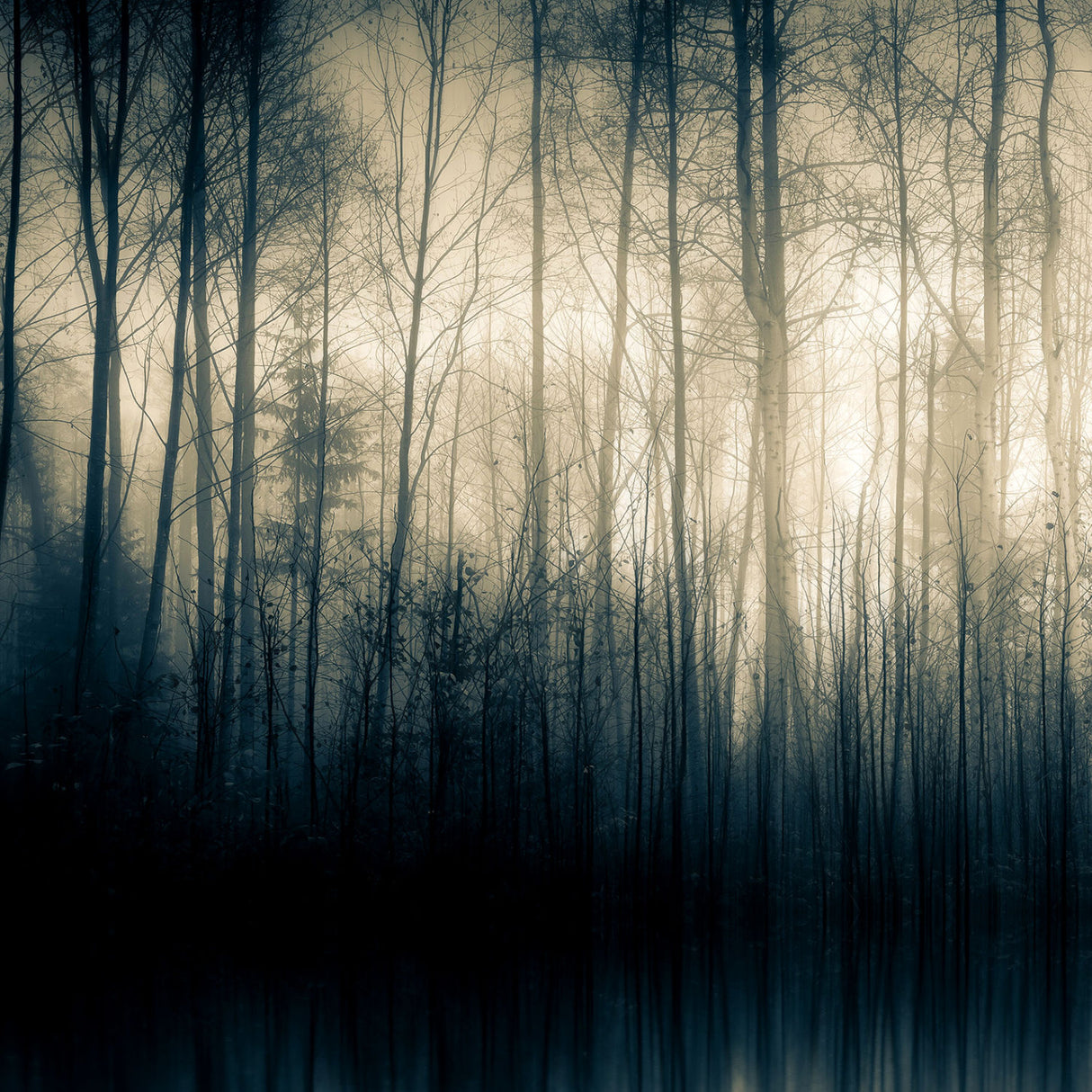 Woodland Silhouette Photographic Art | Oroa.com