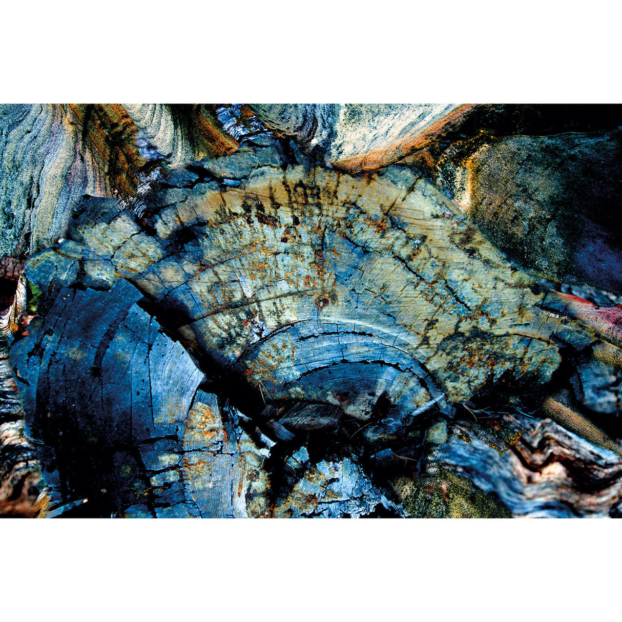 Blue Fossilized Wood Photographic Art | Oroa.com