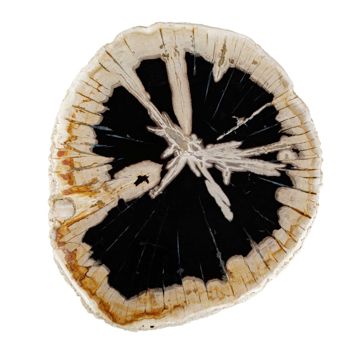 Petrified Wood Indoor/Outdoor Accent Table | Oroa.com