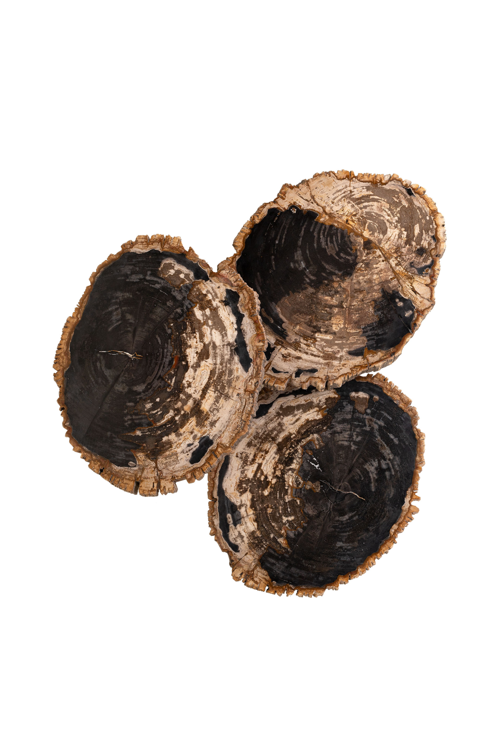 Petrified Wood Coffee Table Set (3) | Versmissen | Oroa.com