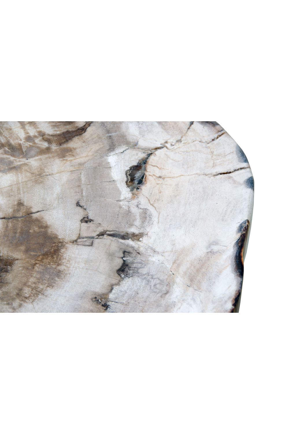 Petrified Wood Coffee Table | Versmissen | Oroa.com
