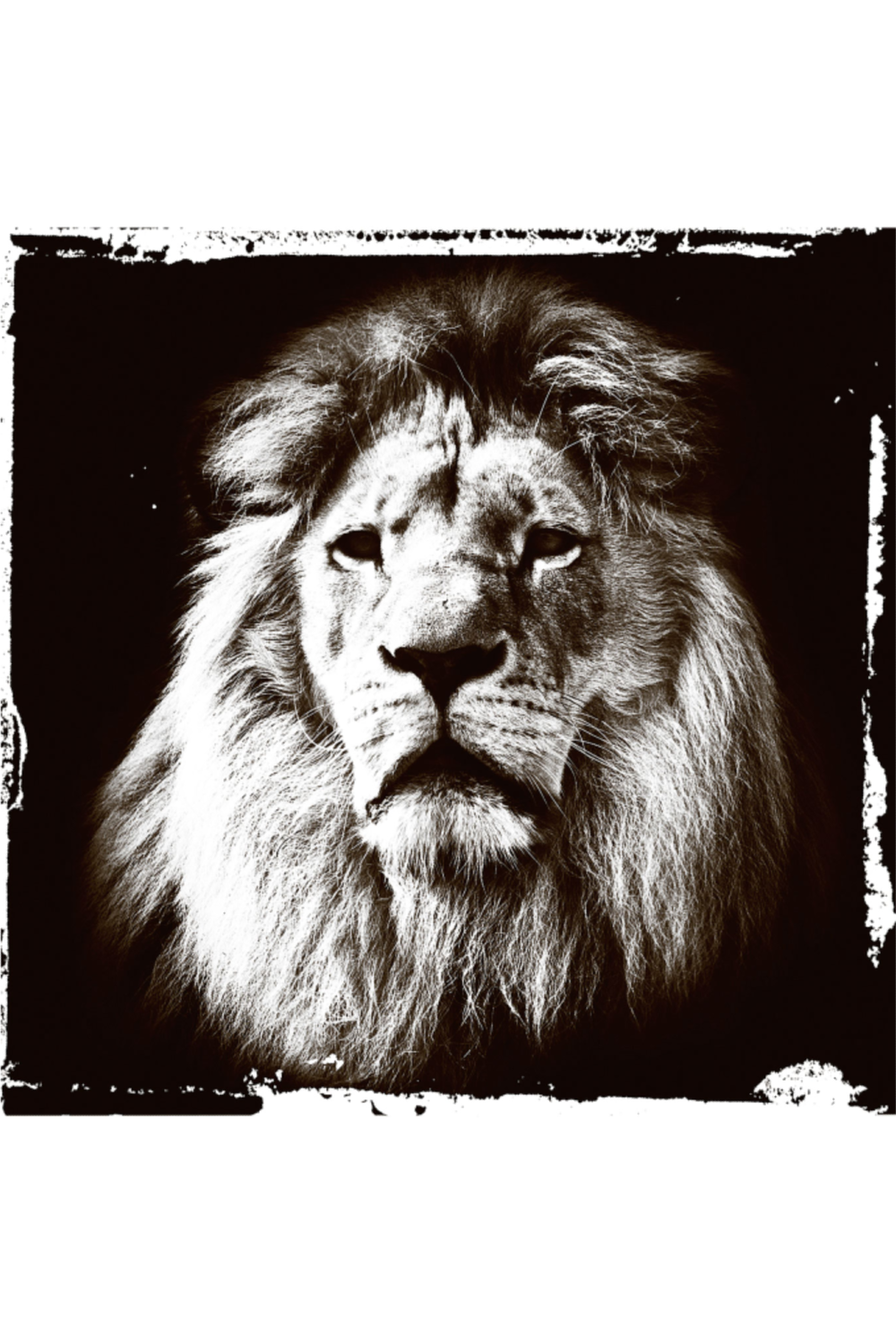 Black and White Animal Art Print | Andrew Martin Lion Gaze | OROA