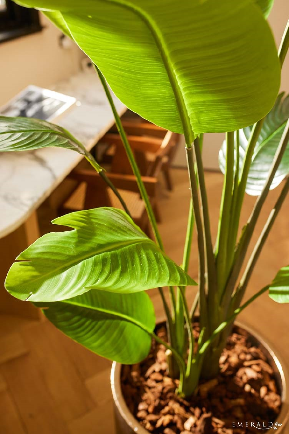 Faux Bird of Paradise Plant Set (2) | Emerald Strelitzia | Oroa.com