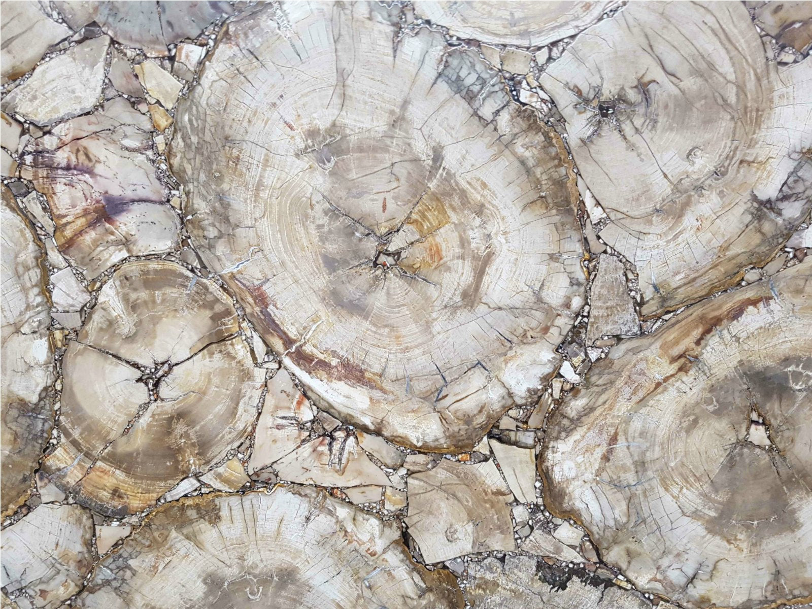 petrified wood coffee tables