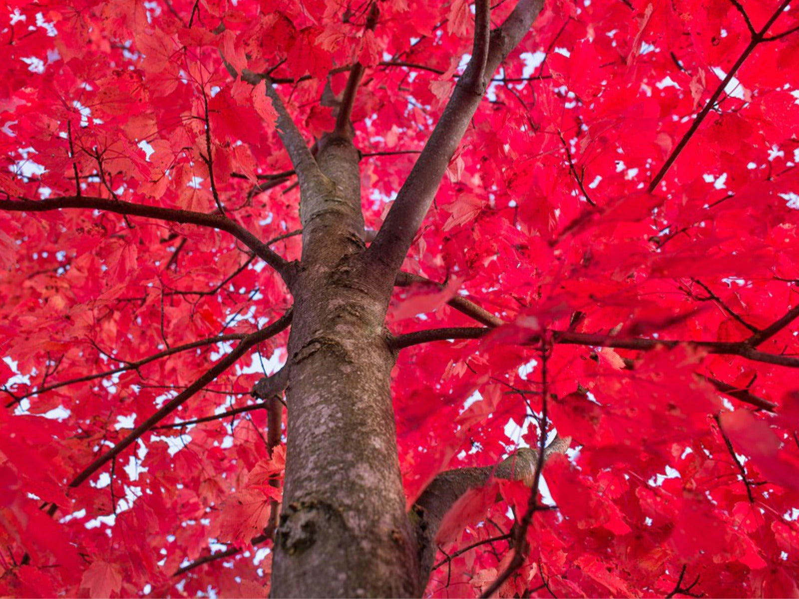 red interiors