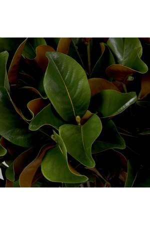 Glossy Green Foliage (24) | Eichholtz Bundle of Magnolia Leaves | Oroa.com