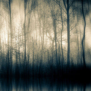  Woodland Shadow Photographic Art | Oroa.com