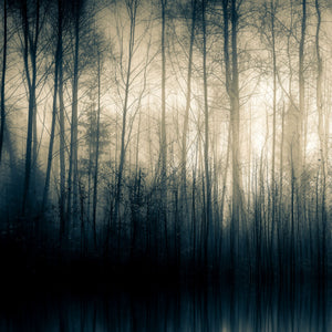   Woodland Silhouette Photographic Art | Oroa.com