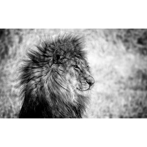   Monochrome Animal Portrait Photographic Art | Oroa.com