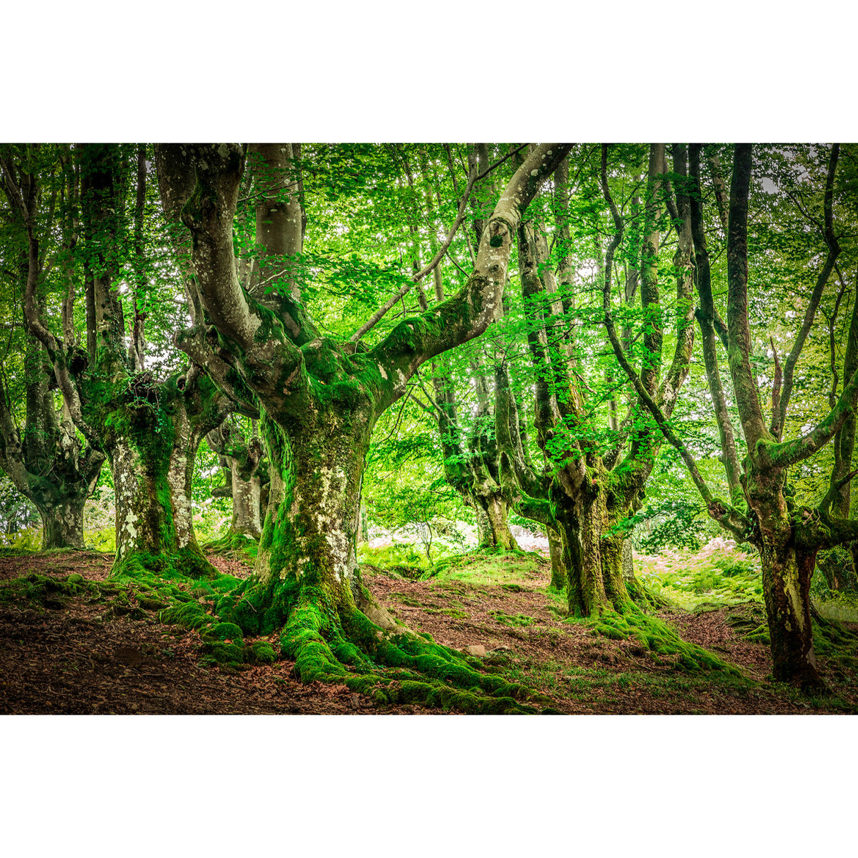   Lush Woodland Photographic Art | Oroa.com