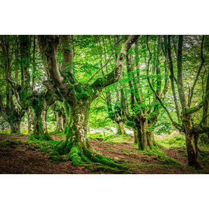   Lush Woodland Photographic Art | Oroa.com