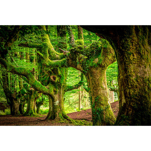   Mossy Trees Photographic Art | Oroa.com