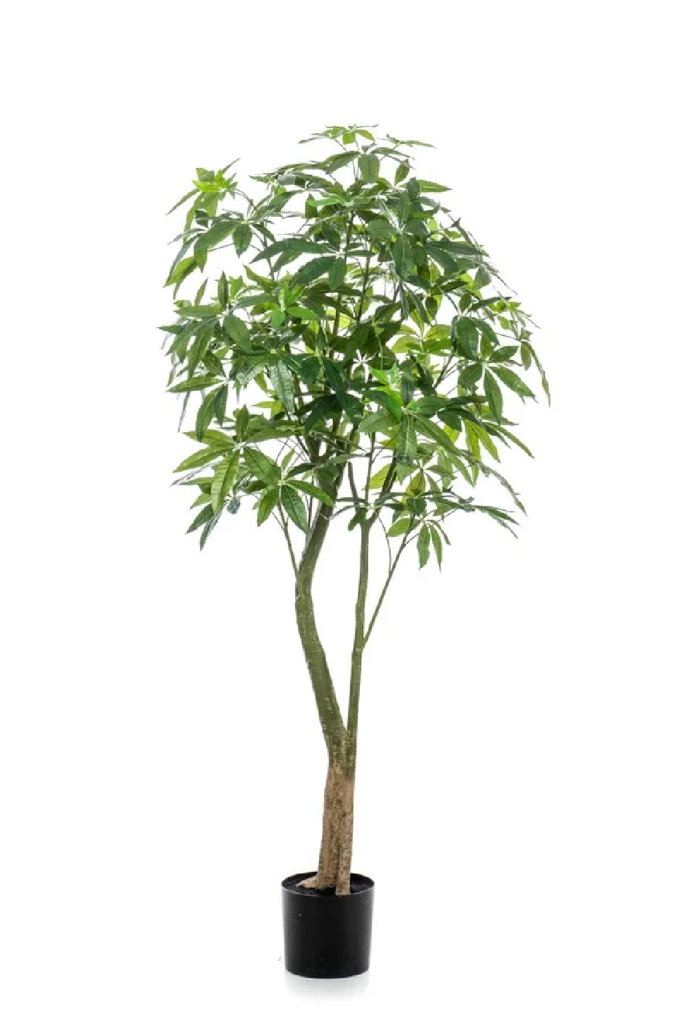 Artificial Money Trees - M (2) | Emerald Pachira | Oroa.com