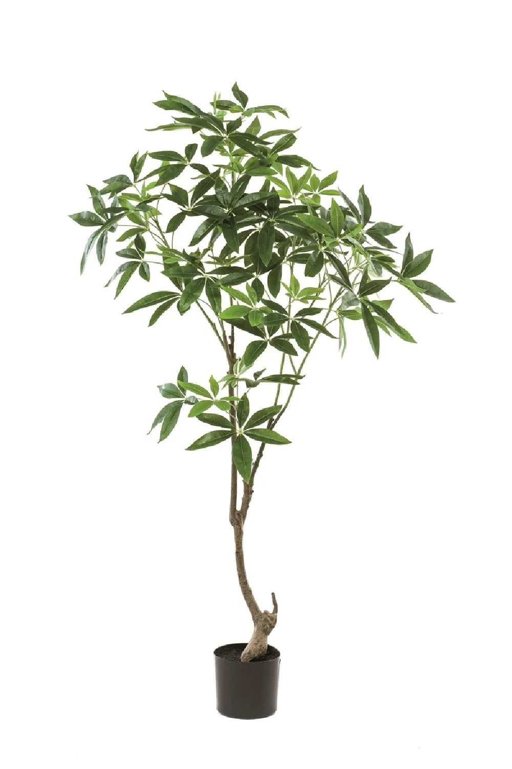 Artificial Money Trees - S (2) | Emerald Pachira | Oroa.com