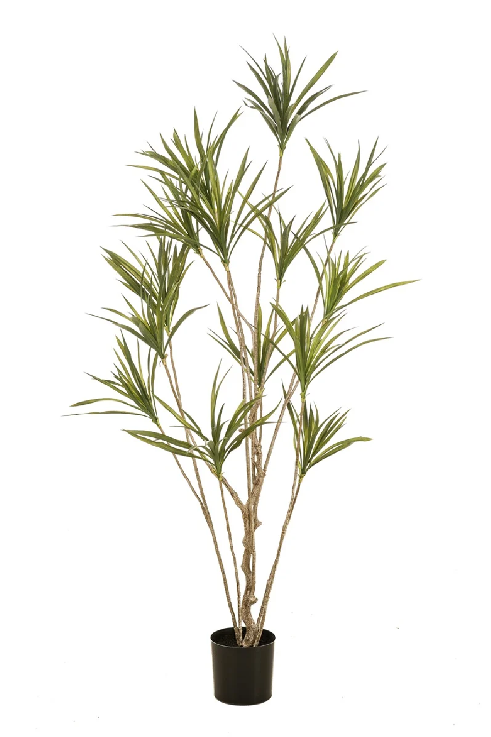 Multi-Stemmed Faux Plants - S (2) | Emerald Dracaena | Oroa.com