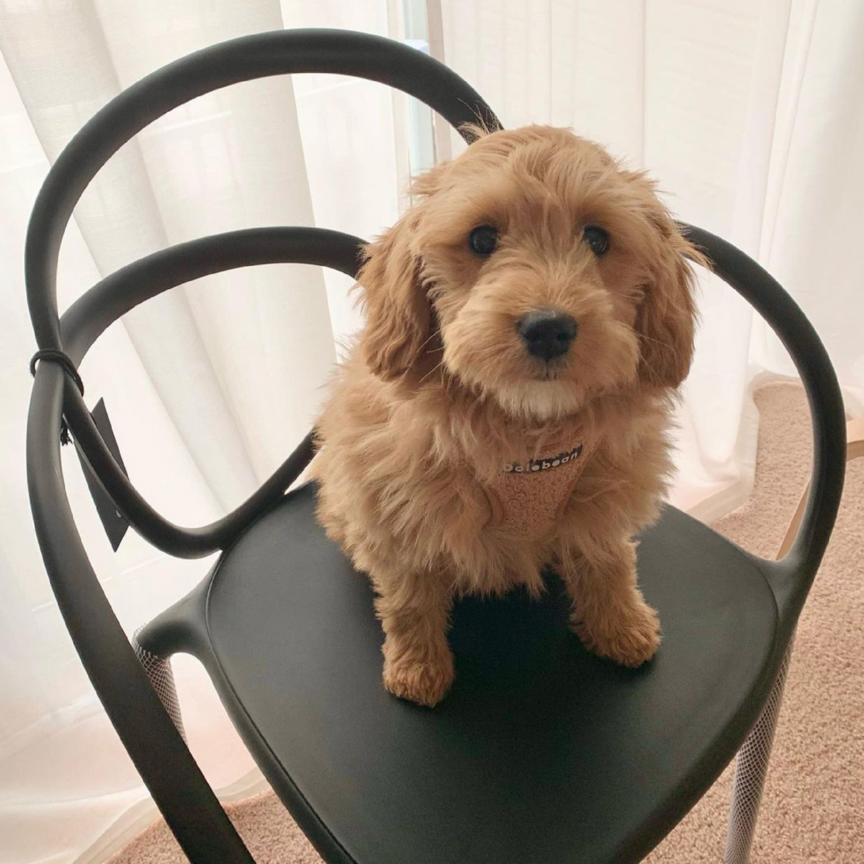 Tangled Dining Chairs (2) | Qeeboo Loop | OROA.com