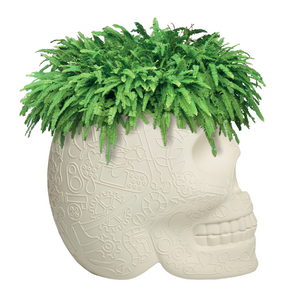 Skull-Shaped Planter Champagne Cooler | Qeeboo Mexico | OROA.com