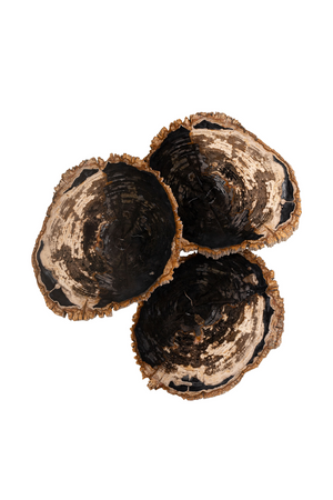 Petrified Wood Coffee Table Set (3) | Versmissen | Oroa.com