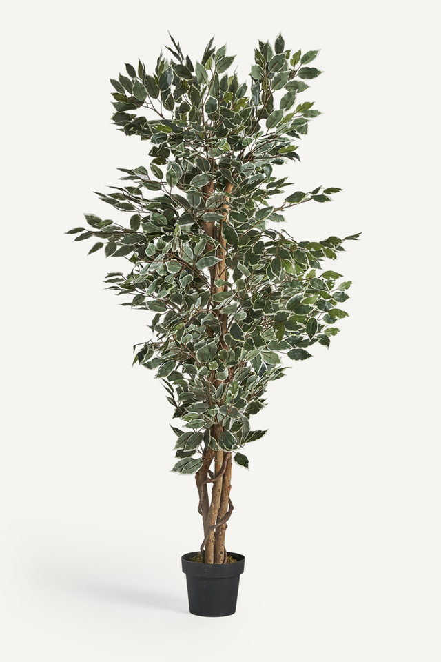 Artificial Leafy Tropical Plant | Vical Home Ficus | Oroa.com