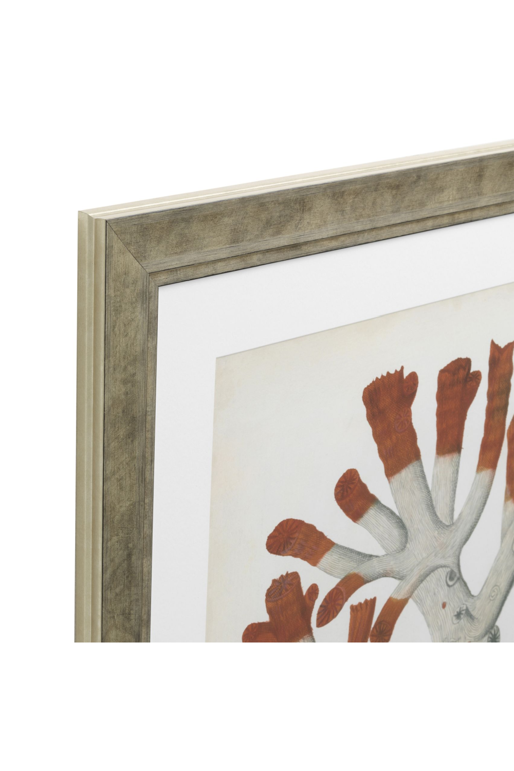 Coral Prints Set | Eichholtz Red Corals | OROA