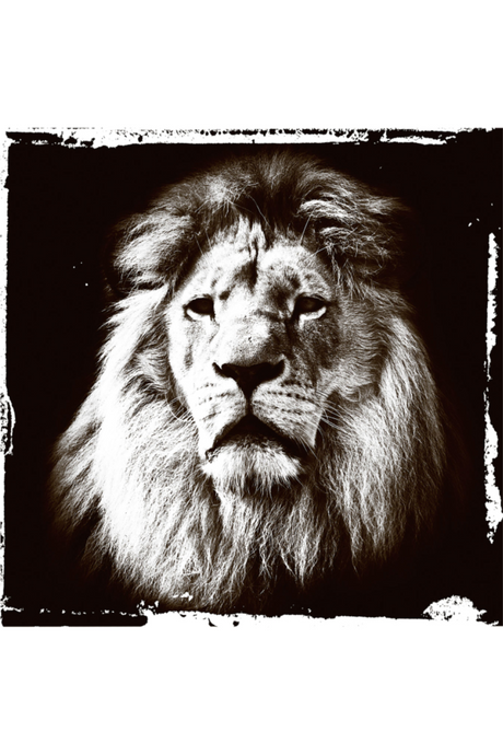 Black and White Animal Art Print | Andrew Martin Lion Gaze | OROA
