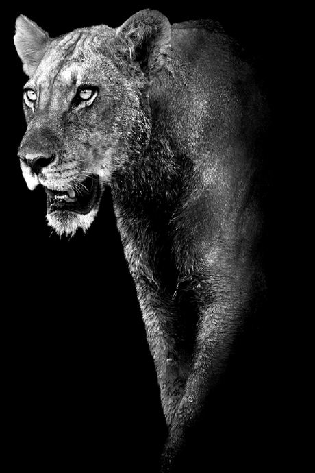 Black Plexiglass Animal Artwork | Andrew Martin Lioness Prowess | OROA