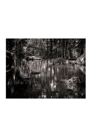 Woman With Tigers Grayscale Artwork | Andrew Martin Lost In Paradise  | Oroa.com