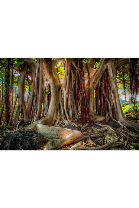 Banyan Trunk Photographic Artwork | Andrew Martin Mother Tree | Oroa.com
