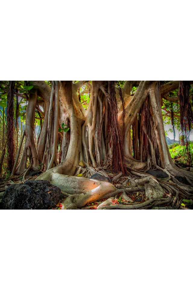 Banyan Trunk Photographic Artwork | Andrew Martin Mother Tree | Oroa.com