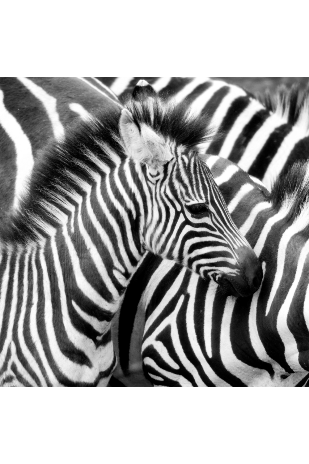 Wild Animal Photographic Artwork | Andrew Martin Zebra | Oroa.com