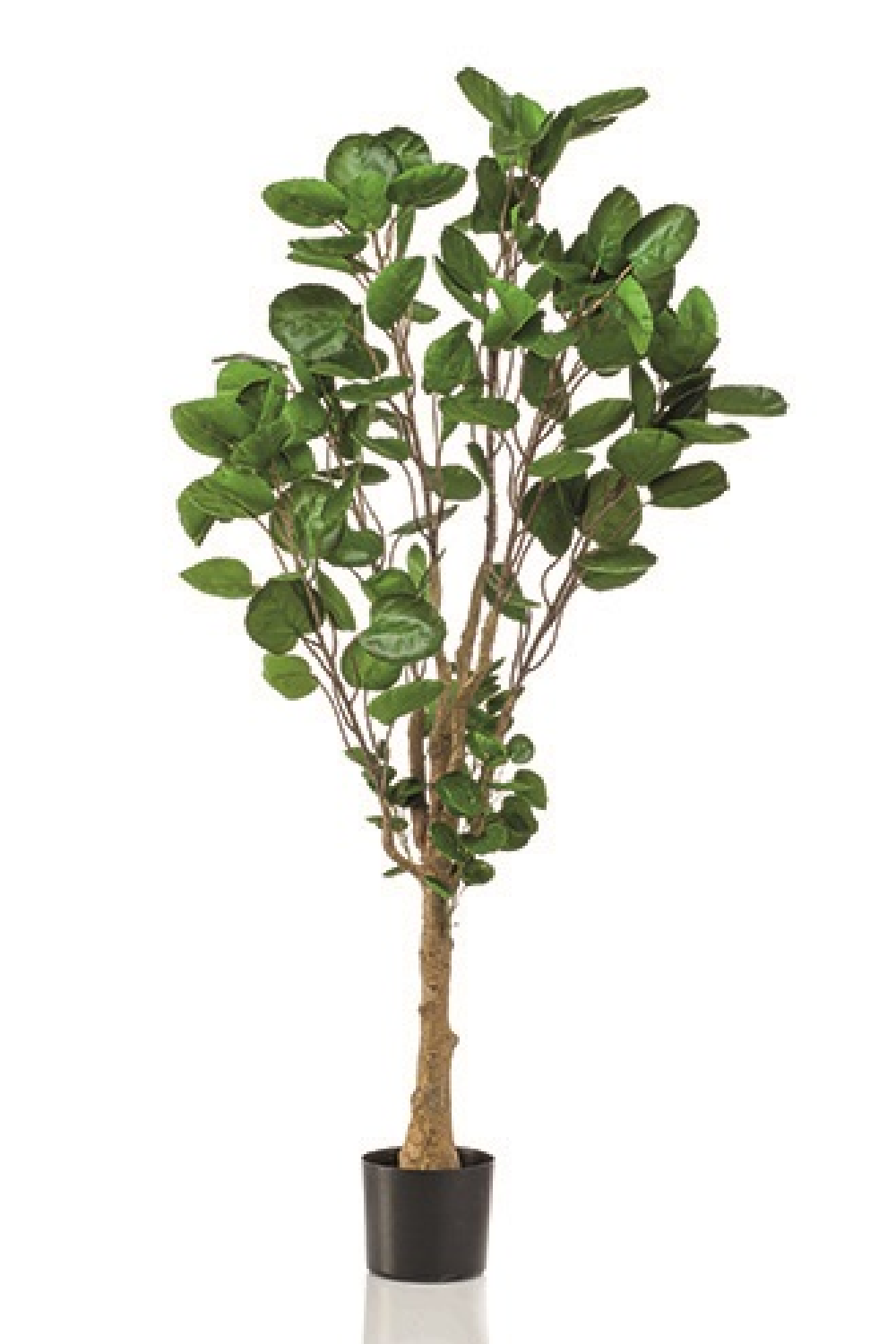 Artificial Dicot Dwarf Tree | Emerald Polyscias | Oroa.com