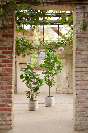 Artificial Dicot Dwarf Tree | Emerald Polyscias | Oroa.com