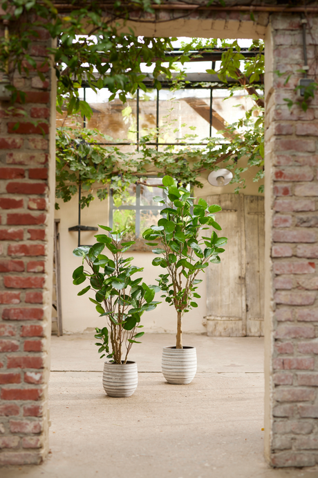 Artificial Dicot Dwarf Tree | Emerald Polyscias | Oroa.com